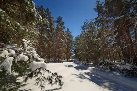 The road in deep snow in the pine forest. Photographed on a winter night in.. Stock Photos