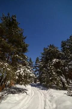 The road in deep snow in the pine forest. Photographed on a winter night in.. Stock-Fotos