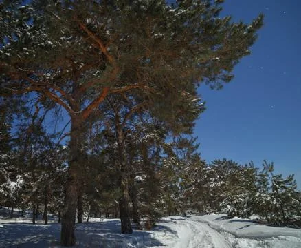 The road in deep snow in the pine forest. Photographed on a winter night in.. Foto stock