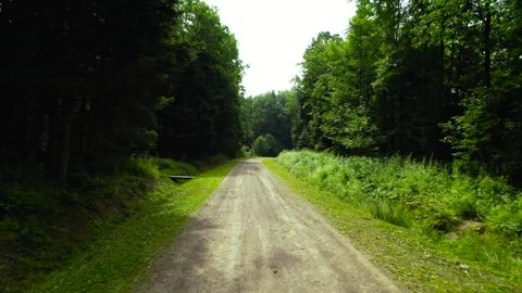 The road is in a dense wild forest with green deciduous trees. Moving the camera Video stock 279539155