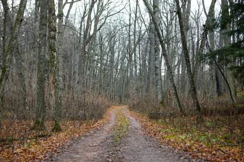 Off-road dirt track through sparse wood forest Foto stock