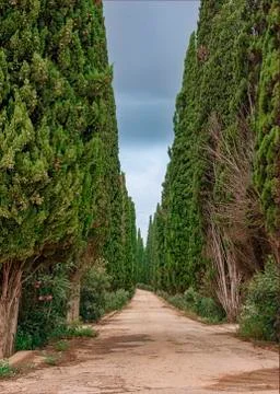 Road into the distance between cypress trees Stock Photos