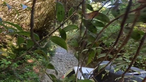 Off-Road Driving Through A Dense Green Forest And Rocky Trail Stock Footage 345015471