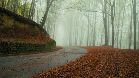 Road with dry red leaves gets lost in the fog of the forest Stock Footage 316683477
