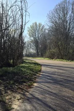 Road at the edge of a grove Stock Photos