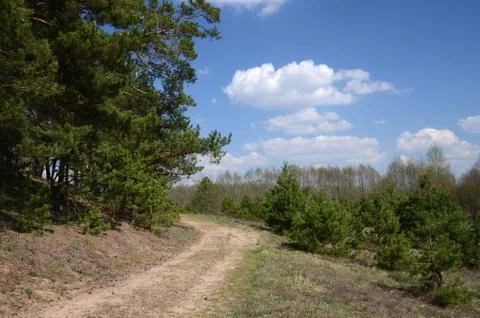 The road on the edge of a pine forest Stock Photos