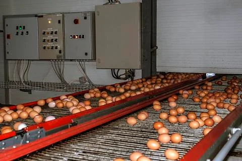 Road eggs 1 Stock Photos