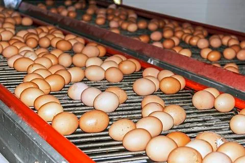 Road eggs 2 Stock Photos