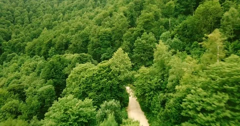 Road emerging among the trees of a Pyrenees forest Stock Footage 93000794