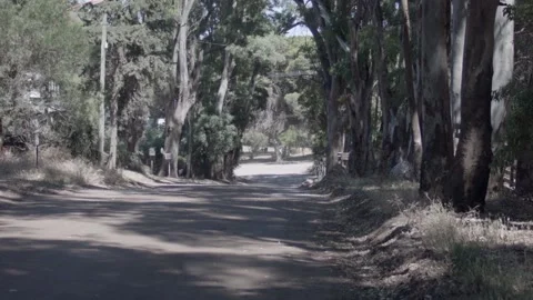 Road with eucalyptus Stock Footage 146642261