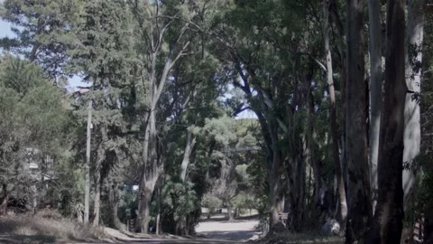Road with eucalyptus Stock Footage 146642402
