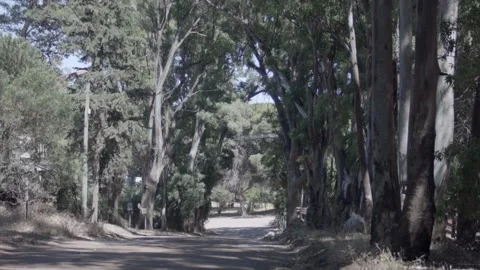 Road with eucalyptus Stock Footage 146642635