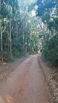 ROAD WITH EUCALYPTUS Foto stock