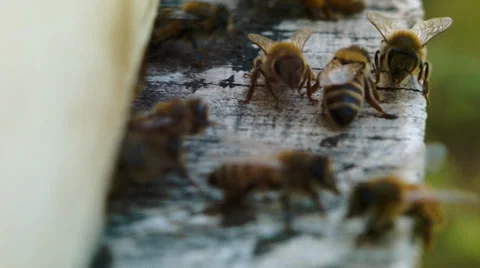 Road to the evidence. Like bees sitting down on the evidence Stock Footage 38377726