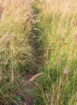 Road to fall among grass Stock Photos