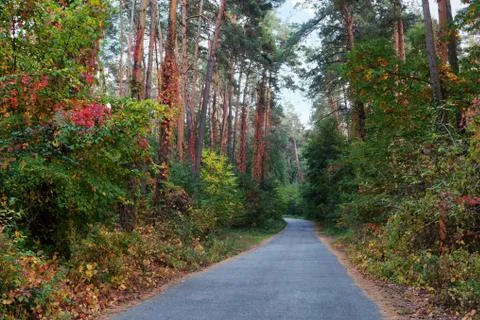 Road in the fall forest Stock Photos