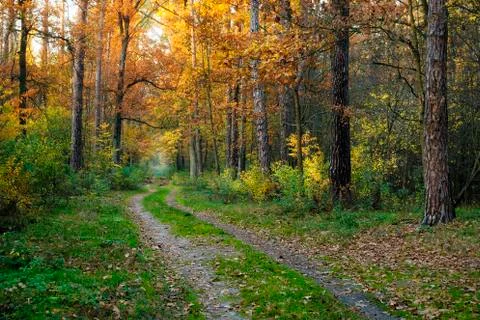 Road in the fall forest Stock Photos