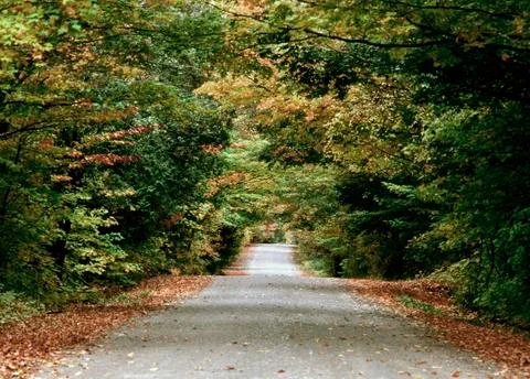 Road at fall Stock Photos