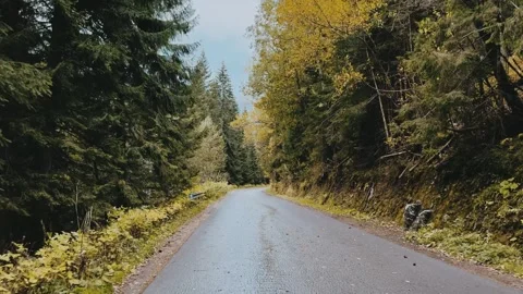 A road in the fall woods Stock Footage 254606763