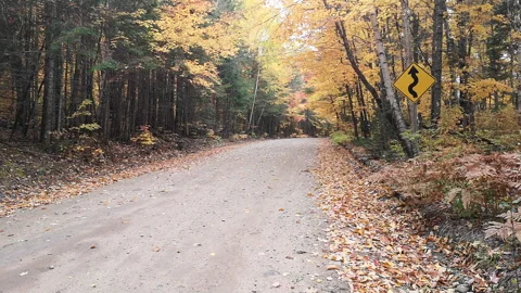 Road with falling colorful leaf Video stock 260015250