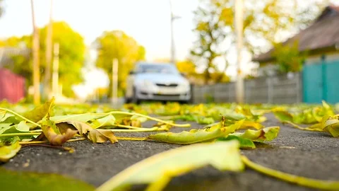 A road with the falling leaves and moving car Stock-Footage 71260373