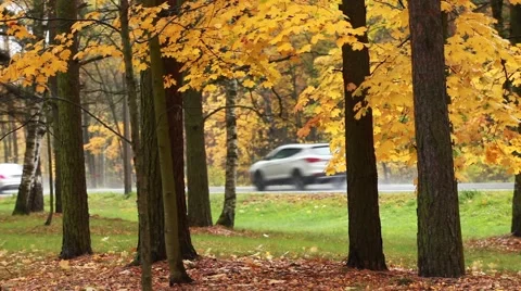 Road Fast motion Autumn Stock Footage 42738233
