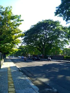 Road with few vehicles surrounded by the trees in the morning Fotos de archivo