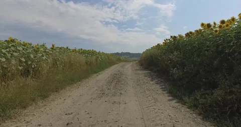 Road on the field between the sunflowers Stock Footage 136966349