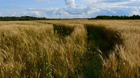Road to the field Stock Footage 112922246