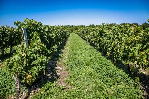 A road with a field of grape vines on the side in France Stock Photos
