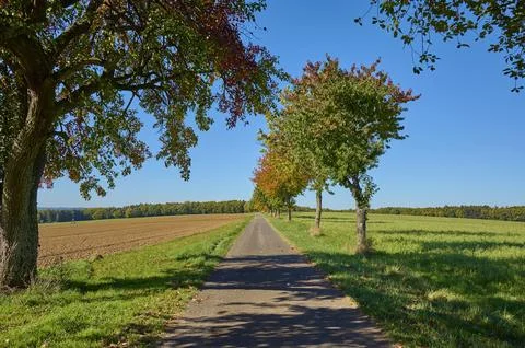 Road field landscape pear tree maple tree sky autumn Amorbach Odenwald Bavaria Stock-Fotos