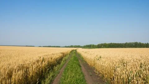 Road in a field Stock Photos
