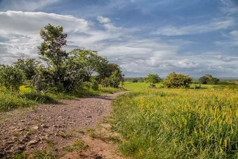  Road in the field Stock Photos