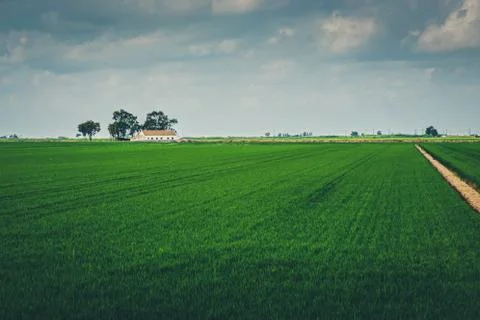 Road in a field Stock Photos
