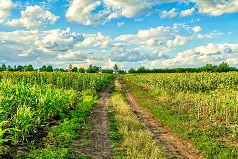 Road to the field Stock Photos
