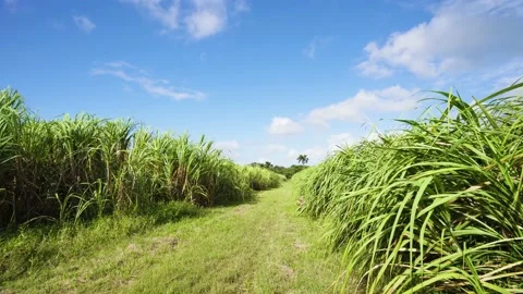 Road in a field with sugar cane. Stock Footage 149890803