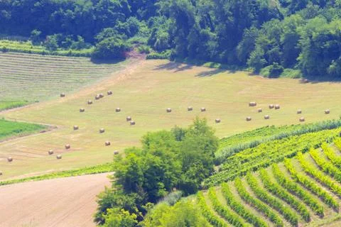 Road in the fields Stock Photos