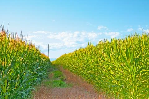 Road in the fields Foto stock