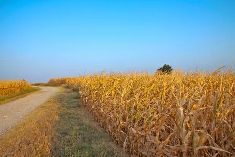 Road in the fields Stock Photos