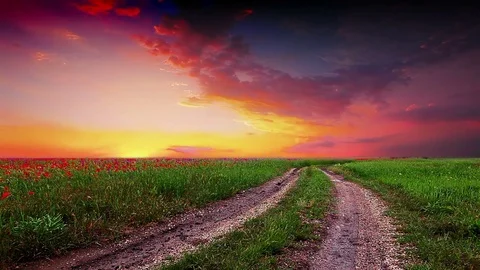 Road in flowers to the sunset Stock Footage 80341812