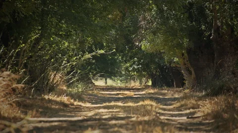 Road Stock Footage 143410753