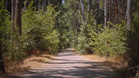Road Stock Footage 146116186
