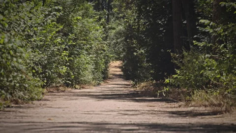 Road Stock Footage 146141245