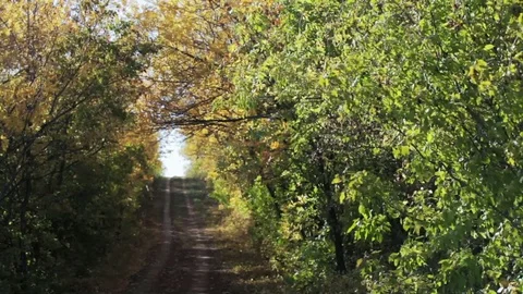 Road in the Forest 1 Stock Footage 69714370
