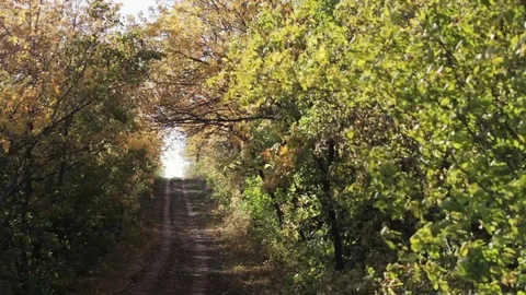 Road in the Forest 2 Stock Footage 69714980