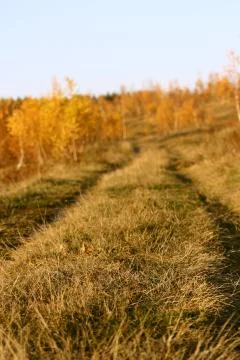 Road in the forest - abstract view Stock Photos