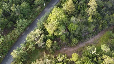 The Road in the forest aerial Stock Footage 125912034