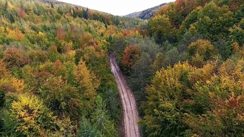 Road in the forest, aerial view Stock Footage 75980800