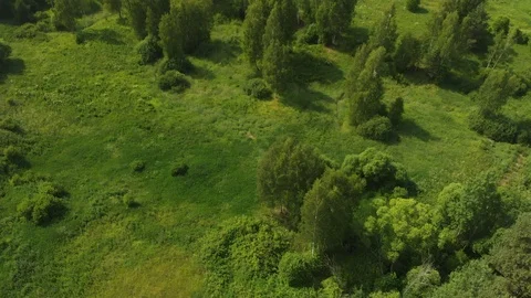 Road in the forest aerial view Vidéo 111246077