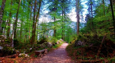 Road in a forest in the alps Stock Photos